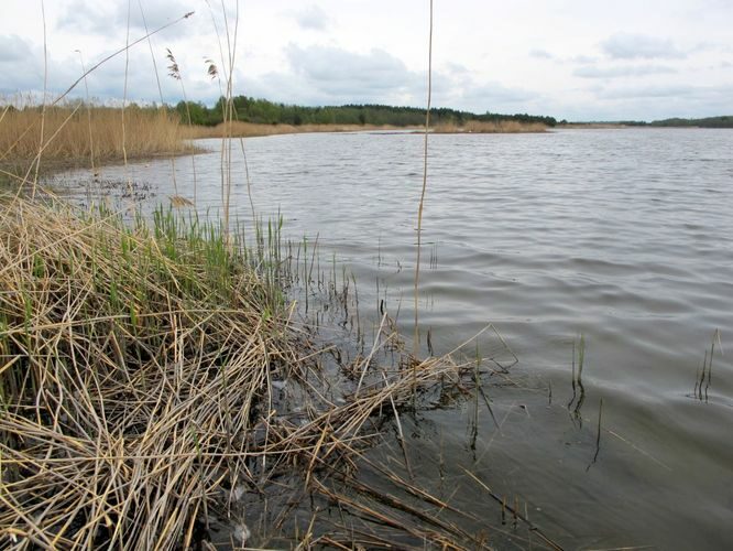 Maakond: Läänemaa Veekogu nimi: Vööla meri Pildistamise aeg: 15. mai 2011 Pildistaja: H. Timm Pildistamise koht: teadmata Asimuut: