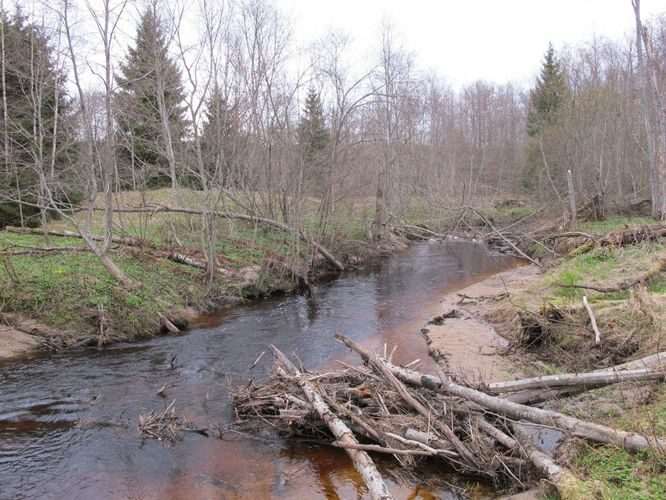 Maakond: Lääne-Virumaa Veekogu nimi: Võsu jõgi Pildistamise aeg: 1. mai 2010 Pildistaja: H. Timm Pildistamise koht: Koljaku Asimuut: