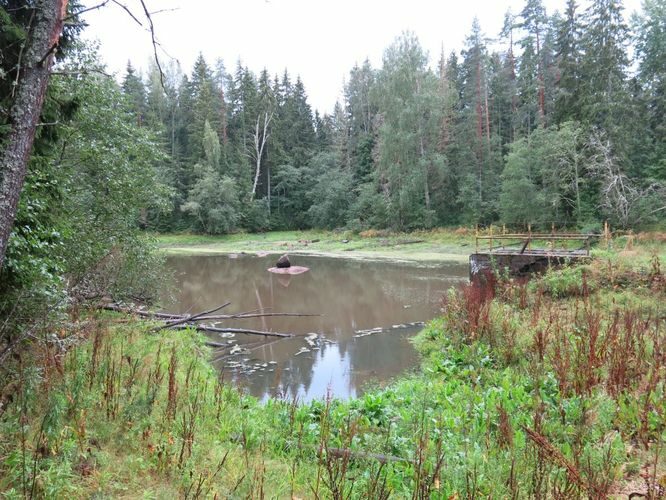 Maakond: Lääne-Virumaa Veekogu nimi: Võsu jõgi Pildistamise aeg: 26. august 2014 Pildistaja: H. Timm Pildistamise koht: Ojaäärse, alumine paisjärv Asimuut: