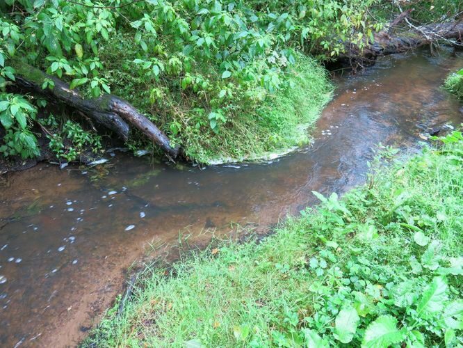 Maakond: Lääne-Virumaa Veekogu nimi: Võsu jõgi Pildistamise aeg: 26. august 2014 Pildistaja: H. Timm Pildistamise koht: Ojaäärse Asimuut: