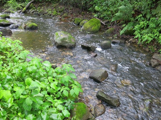 Maakond: Lääne-Virumaa Veekogu nimi: Võsu jõgi Pildistamise aeg: 26. august 2014 Pildistaja: H. Timm Pildistamise koht: Ojaäärse Asimuut: