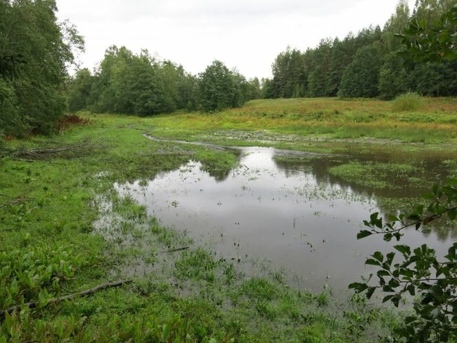 Maakond: Lääne-Virumaa Veekogu nimi: Võsu jõgi Pildistamise aeg: 26. august 2014 Pildistaja: H. Timm Pildistamise koht: Ojaäärse, alumine paisjärv Asimuut: