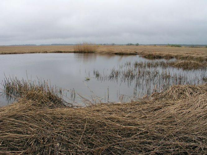 Maakond: Läänemaa Veekogu nimi: lontsik Matsalu luhal Pildistamise aeg: 15. mai 2007 Pildistaja: H. Timm Pildistamise koht: teadmata Asimuut: