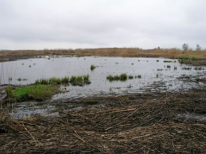 Maakond: Läänemaa Veekogu nimi: lontsik Matsalu luhal Pildistamise aeg: 15. mai 2007 Pildistaja: H. Timm Pildistamise koht: teadmata Asimuut: