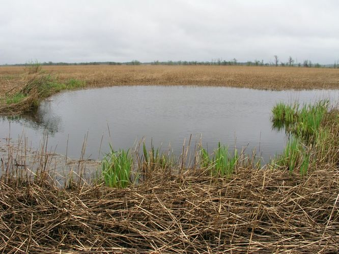 Maakond: Läänemaa Veekogu nimi: lontsik Matsalu luhal Pildistamise aeg: 15. mai 2007 Pildistaja: H. Timm Pildistamise koht: teadmata Asimuut: