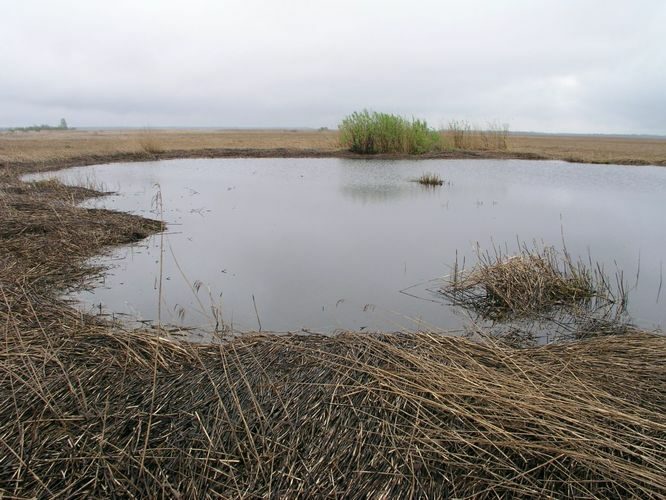 Maakond: Läänemaa Veekogu nimi: lontsik Matsalu luhal Pildistamise aeg: 15. mai 2007 Pildistaja: H. Timm Pildistamise koht: teadmata Asimuut: