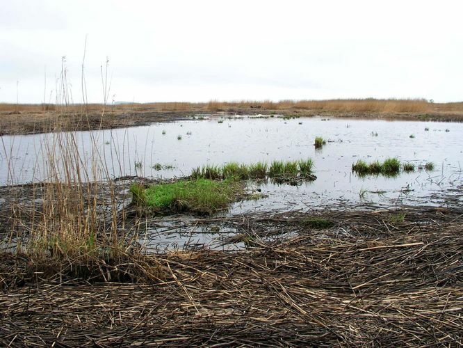 Maakond: Läänemaa Veekogu nimi: lontsik Matsalu luhal Pildistamise aeg: 15. mai 2007 Pildistaja: H. Timm Pildistamise koht: teadmata Asimuut: