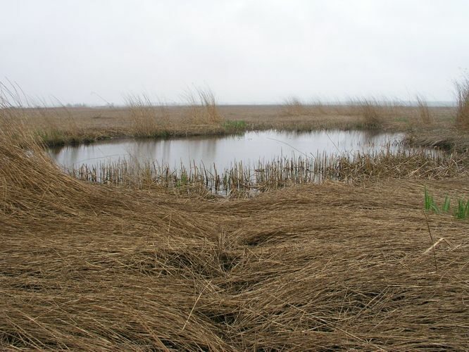 Maakond: Läänemaa Veekogu nimi: lontsik Matsalu luhal Pildistamise aeg: 15. mai 2007 Pildistaja: H. Timm Pildistamise koht: teadmata Asimuut: