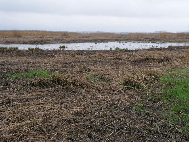 Maakond: Läänemaa Veekogu nimi: lontsik Matsalu luhal Pildistamise aeg: 15. mai 2007 Pildistaja: H. Timm Pildistamise koht: teadmata Asimuut: