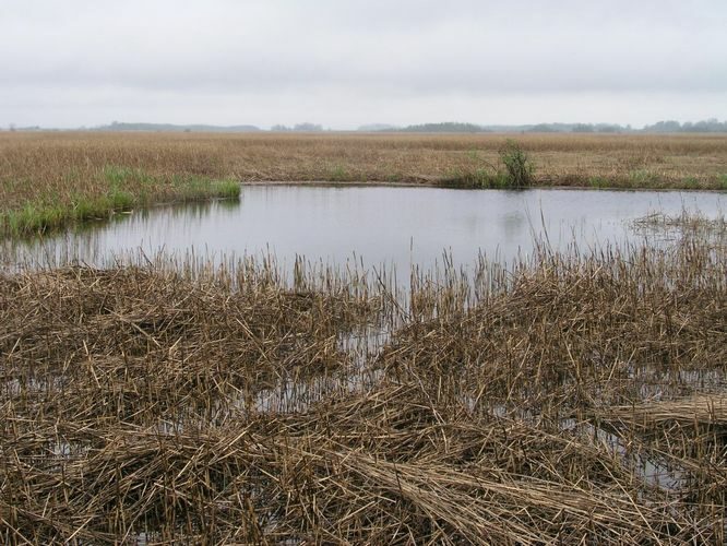 Maakond: Läänemaa Veekogu nimi: lontsik Matsalu luhal Pildistamise aeg: 15. mai 2007 Pildistaja: H. Timm Pildistamise koht: teadmata Asimuut: