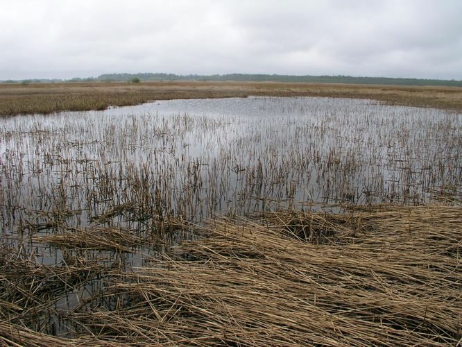 Maakond: Läänemaa Veekogu nimi: lontsik Matsalu luhal Pildistamise aeg: 15. mai 2007 Pildistaja: H. Timm Pildistamise koht: teadmata Asimuut: