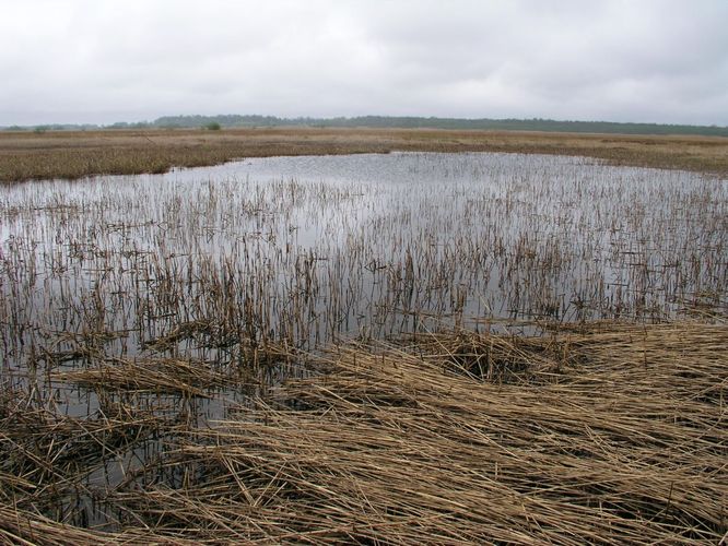 Maakond: Läänemaa Veekogu nimi: lontsik Matsalu luhal Pildistamise aeg: 15. mai 2007 Pildistaja: H. Timm Pildistamise koht: teadmata Asimuut: