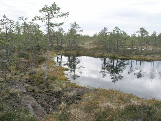 Maakond: Lääne-Virumaa Veekogu nimi: Nimetu laugas Pildistamise aeg: 31. mai 2003 Pildistaja: H. Timm Pildistamise koht: Tudu raba Asimuut: