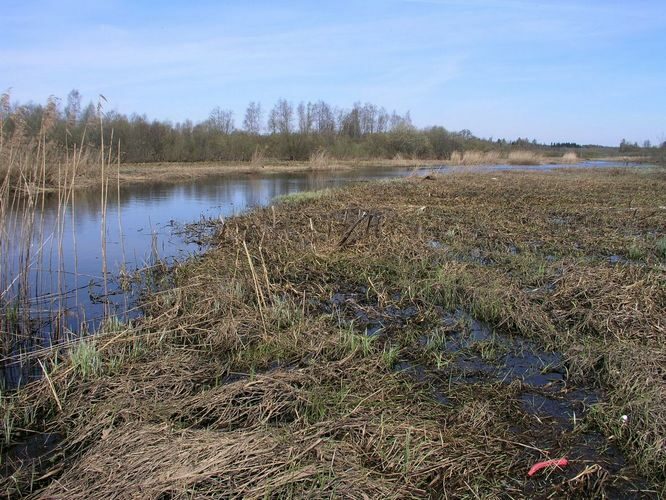 Maakond: Jõgevamaa Veekogu nimi: väljavool Jõemõisa järvest allpool silda Pildistamise aeg: 3. mai 2009 Pildistaja: H. Timm Pildistamise koht: teadmata Asimuut: