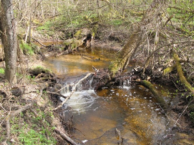 Maakond: Valgamaa Veekogu nimi: Aakre peakraav Pildistamise aeg: 1. mai 2011 Pildistaja: H. Timm Pildistamise koht: sild alamjooksul Asimuut: