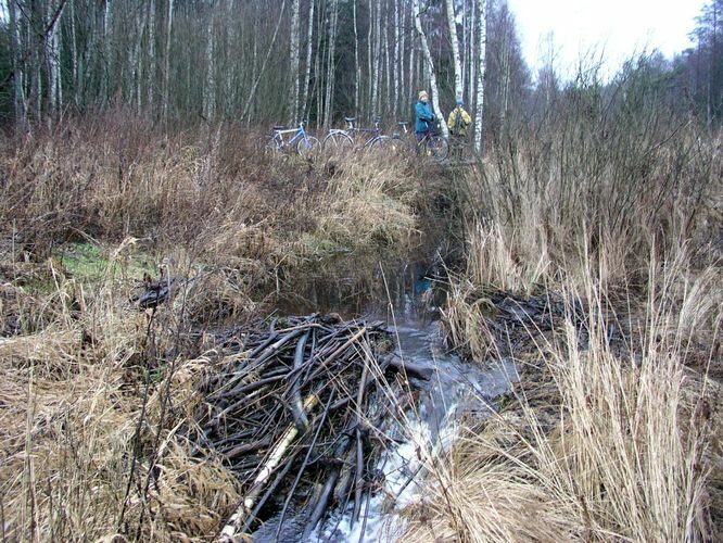 Maakond: Tartumaa Veekogu nimi: Ahtmiku peakraav Pildistamise aeg: 7. jaanuar 2007 Pildistaja: H. Timm Pildistamise koht: metsatee sillal Asimuut: