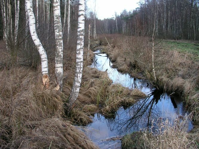 Maakond: Tartumaa Veekogu nimi: Ahtmiku peakraav Pildistamise aeg: 9. detsember 2007 Pildistaja: H. Timm Pildistamise koht: teadmata Asimuut: