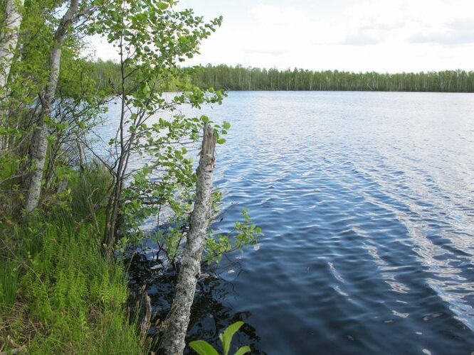 Maakond: Tartumaa Veekogu nimi: Äijärv Pildistamise aeg: 28. mai 2012 Pildistaja: H. Timm Pildistamise koht: teadmata Asimuut: