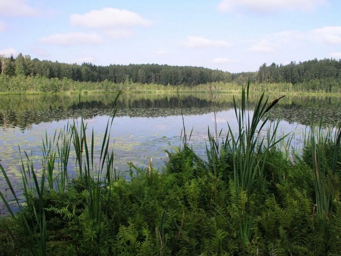 Maakond: Valgamaa Veekogu nimi: Alakonnu järv Pildistamise aeg: 4. august 2006 Pildistaja: H. Timm Pildistamise koht: teadmata Asimuut: