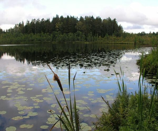 Maakond: Valgamaa Veekogu nimi: Alakonnu järv Pildistamise aeg: august 2009 Pildistaja: H. Timm Pildistamise koht: teadmata Asimuut: