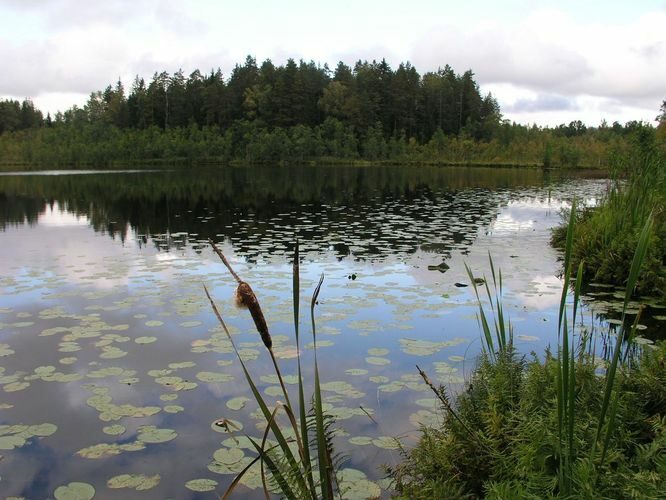 Maakond: Valgamaa Veekogu nimi: Alakonnu järv Pildistamise aeg: august 2009 Pildistaja: H. Timm Pildistamise koht: teadmata Asimuut: