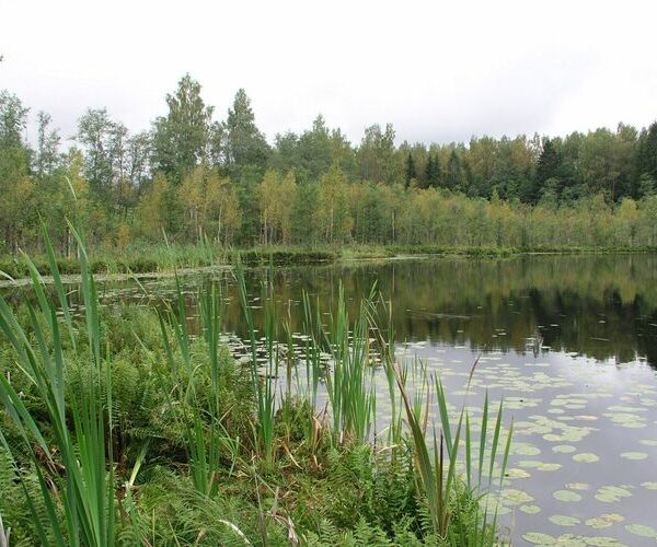 Maakond: Valgamaa Veekogu nimi: Alakonnu järv Pildistamise aeg: august 2009 Pildistaja: H. Timm Pildistamise koht: teadmata Asimuut:
