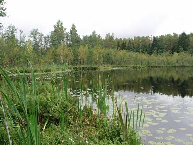 Maakond: Valgamaa Veekogu nimi: Alakonnu järv Pildistamise aeg: august 2009 Pildistaja: H. Timm Pildistamise koht: teadmata Asimuut: