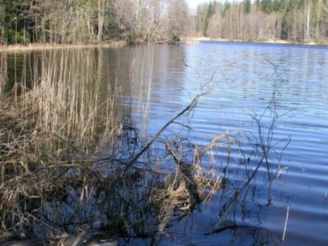 Maakond: Tartumaa Veekogu nimi: Alatskivi jõgi Pildistamise aeg: 3. mai 2009 Pildistaja: H. Timm Pildistamise koht: Alatskivi paisjärv Asimuut: