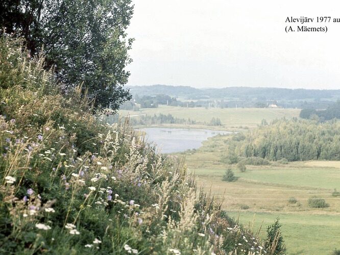 Maakond: Valgamaa Veekogu nimi: Alevijärv Pildistamise aeg: august 1977 Pildistaja: A. Mäemets Pildistamise koht: teadmata Asimuut: