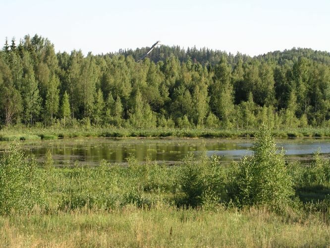 Maakond: Tartumaa Veekogu nimi: Alevijärv Pildistamise aeg: 7. august 2006 Pildistaja: H. Timm Pildistamise koht: teadmata Asimuut: