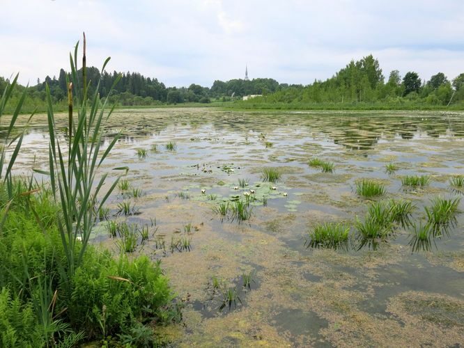 Maakond: Valgamaa Veekogu nimi: Alevijärv Pildistamise aeg: 24. juuni 2013 Pildistaja: H. Timm Pildistamise koht: teadmata Asimuut: