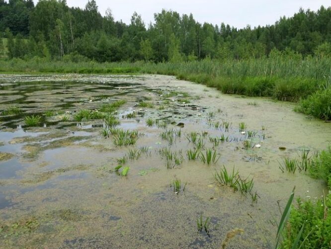 Maakond: Valgamaa Veekogu nimi: Alevijärv Pildistamise aeg: 24. juuni 2013 Pildistaja: H. Timm Pildistamise koht: teadmata Asimuut: