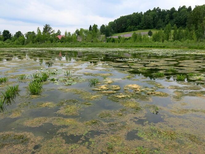 Maakond: Valgamaa Veekogu nimi: Alevijärv Pildistamise aeg: 24. juuni 2013 Pildistaja: H. Timm Pildistamise koht: teadmata Asimuut: