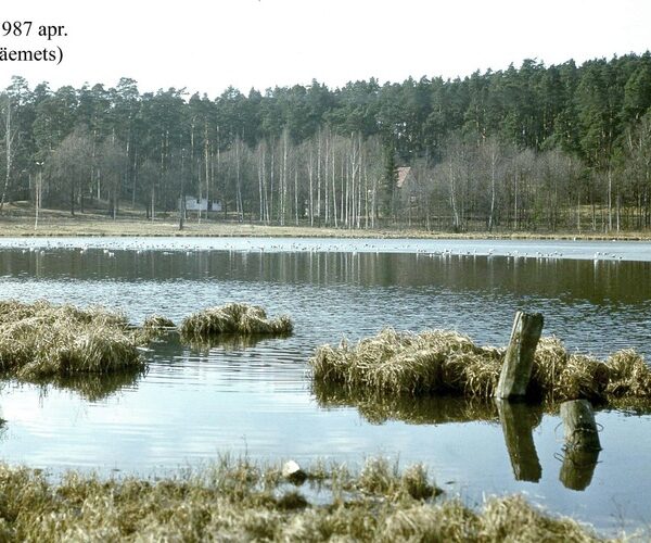 Maakond: Tartumaa Veekogu nimi: Arbi järv Pildistamise aeg: aprill 1987 Pildistaja: A. Mäemets Pildistamise koht: N kaldalt Asimuut: SSE