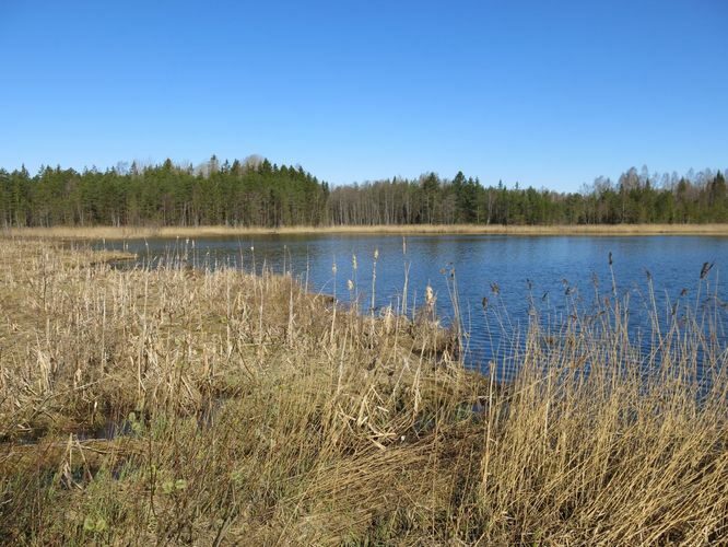 Maakond: Valgamaa Veekogu nimi: Arula Perajärv Pildistamise aeg: 6. mai 2013 Pildistaja: H. Timm Pildistamise koht: teadmata Asimuut: