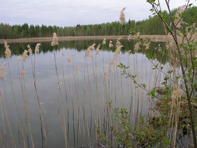 Maakond: Tartumaa Veekogu nimi: Asema järv Pildistamise aeg: 15. mai 2003 Pildistaja: H. Timm Pildistamise koht: teadmata Asimuut: