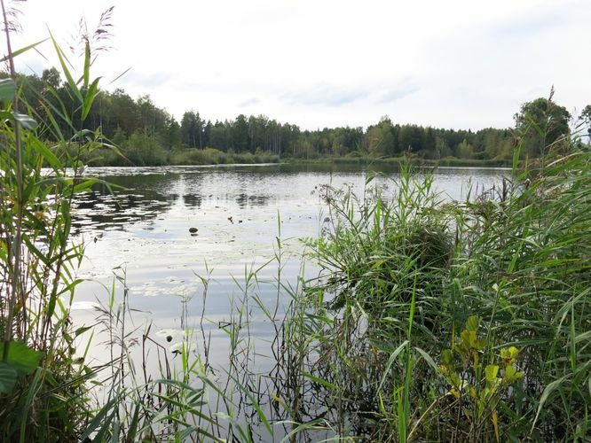 Maakond: Valgamaa Veekogu nimi: Egeri järv Pildistamise aeg: 30. august 2013 Pildistaja: H. Timm Pildistamise koht: teadmata Asimuut: