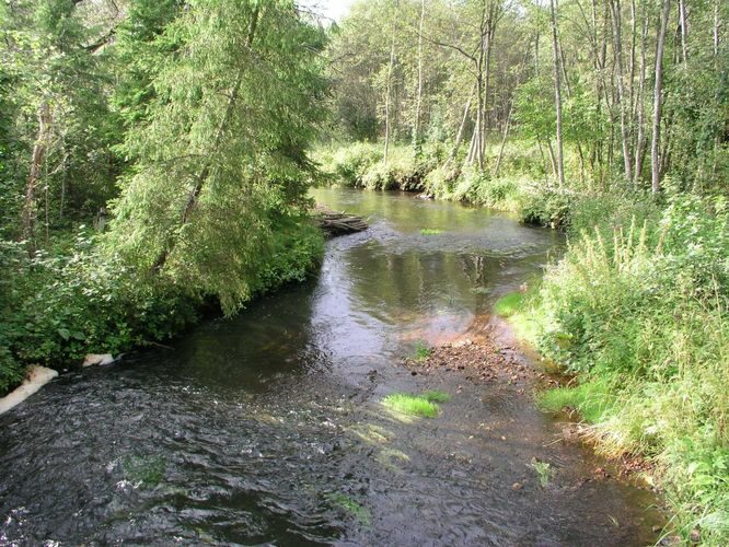 Maakond: Tartumaa Veekogu nimi: Elva jõgi Pildistamise aeg: 2. september 2004 Pildistaja: H. Timm Pildistamise koht: Palu Asimuut: