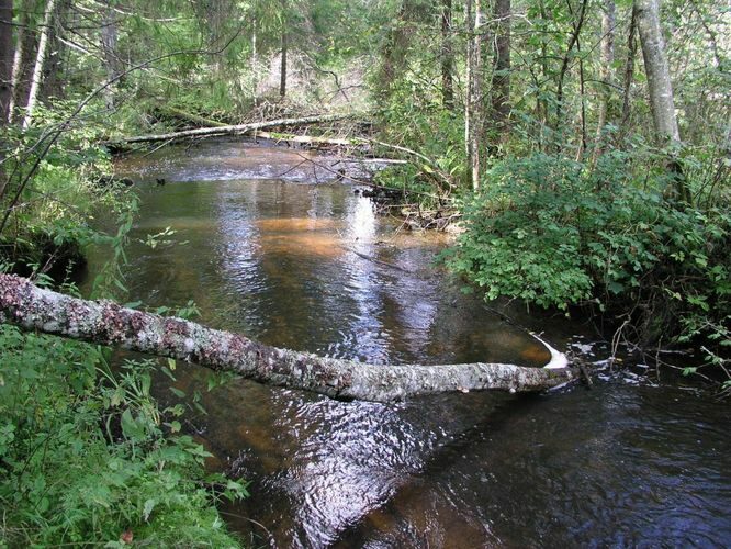 Maakond: Tartumaa Veekogu nimi: Elva jõgi Pildistamise aeg: 8. september 2004 Pildistaja: H. Timm Pildistamise koht: Palu Asimuut: