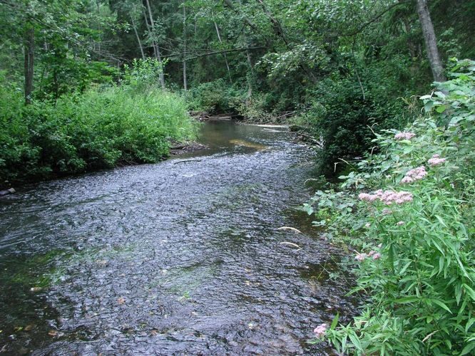 Maakond: Tartumaa Veekogu nimi: Elva jõgi Pildistamise aeg: 6. august 2005 Pildistaja: H. Timm Pildistamise koht: Vitipalu mäe all Asimuut: