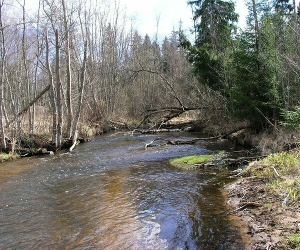 Maakond: Valgamaa Veekogu nimi: Elva jõgi Pildistamise aeg: 19. aprill 2007 Pildistaja: H. Timm Pildistamise koht: Palu sillast alla Asimuut: