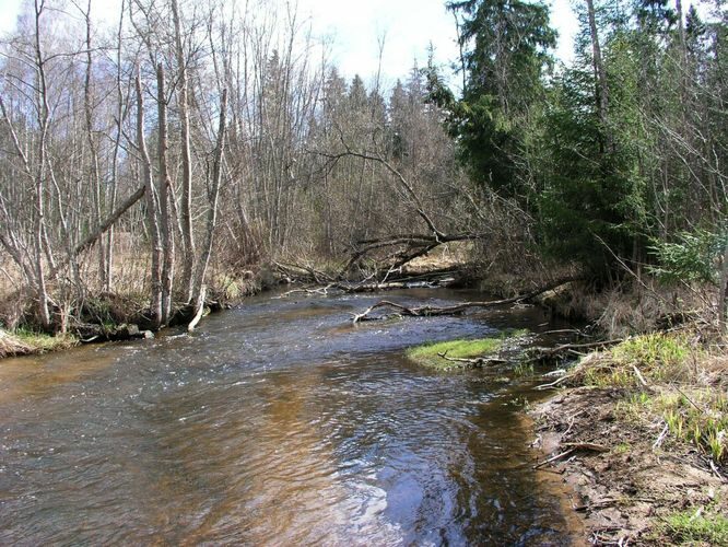 Maakond: Valgamaa Veekogu nimi: Elva jõgi Pildistamise aeg: 19. aprill 2007 Pildistaja: H. Timm Pildistamise koht: Palu sillast alla Asimuut: