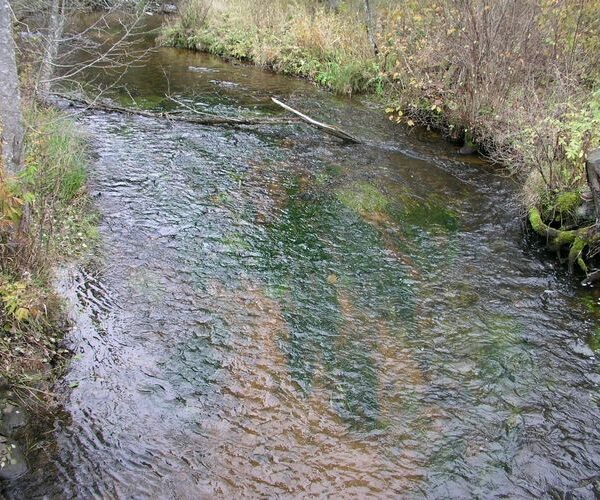 Maakond: Valgamaa Veekogu nimi: Elva jõgi Pildistamise aeg: 24. oktoober 2007 Pildistaja: H. Timm Pildistamise koht: Palu Asimuut: