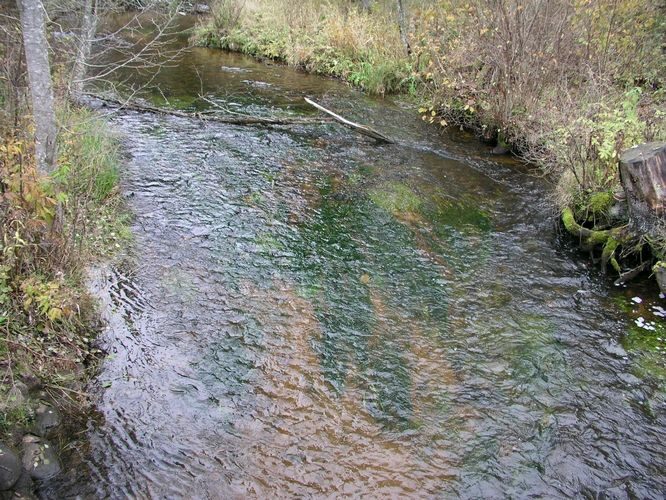 Maakond: Valgamaa Veekogu nimi: Elva jõgi Pildistamise aeg: 24. oktoober 2007 Pildistaja: H. Timm Pildistamise koht: Palu Asimuut: