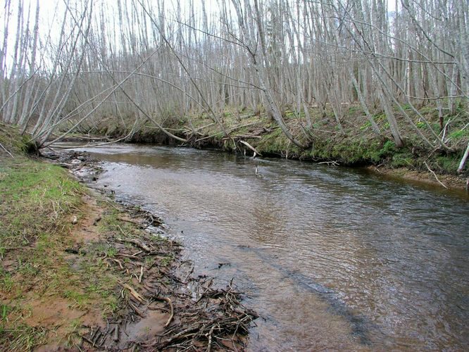 Maakond: Valgamaa Veekogu nimi: Elva jõgi Pildistamise aeg: 19. aprill 2007 Pildistaja: H. Timm Pildistamise koht: Rundsu sillalt Asimuut: