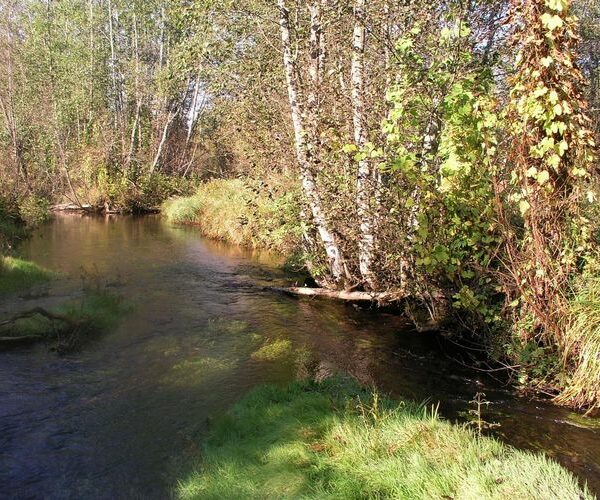 Maakond: Valgamaa Veekogu nimi: Elva jõgi Pildistamise aeg: 25. september 2007 Pildistaja: H. Timm Pildistamise koht: Palu Asimuut: