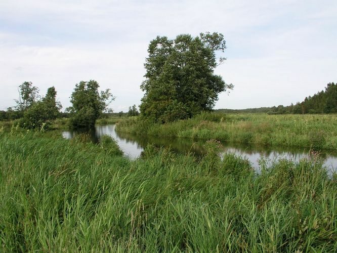 Maakond: Tartumaa Veekogu nimi: Elva jõgi Pildistamise aeg: august 2008 Pildistaja: H. Timm Pildistamise koht: Meerist W Asimuut: