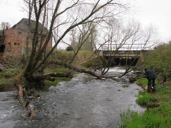 Maakond: Tartumaa Veekogu nimi: Elva jõgi Pildistamise aeg: 4. mai 2010 Pildistaja: H. Timm Pildistamise koht: allpool Hellenurme paisjärve Asimuut: