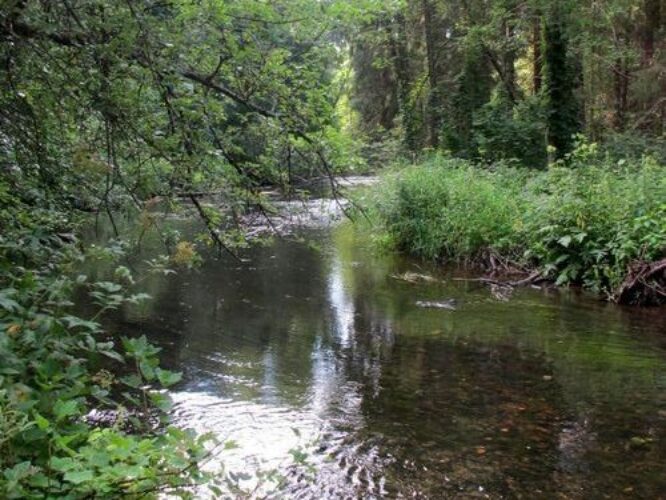 Maakond: Tartumaa Veekogu nimi: Elva jõgi Pildistamise aeg: juuli 2011 Pildistaja: H. Timm Pildistamise koht: Vitipalu Asimuut: