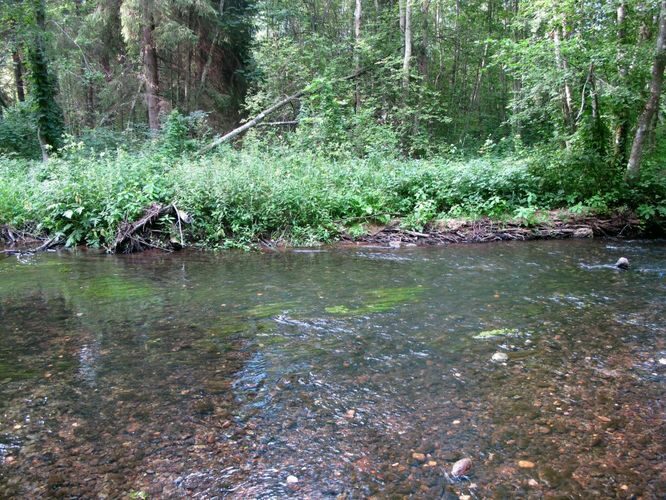 Maakond: Tartumaa Veekogu nimi: Elva jõgi Pildistamise aeg: juuli 2011 Pildistaja: H. Timm Pildistamise koht: Vitipalu Asimuut: